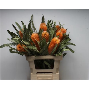 Banksia Ashbyi