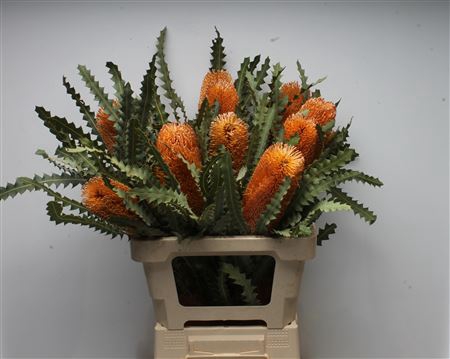 <h4>Banksia Ashbyi</h4>
