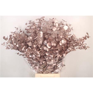 Euc Cinerea Met. Champagne