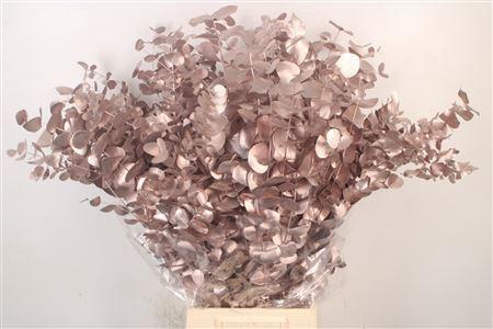 <h4>Euc Cinerea Met. Champagne</h4>