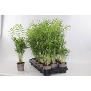 CHAMAED ELEGANS