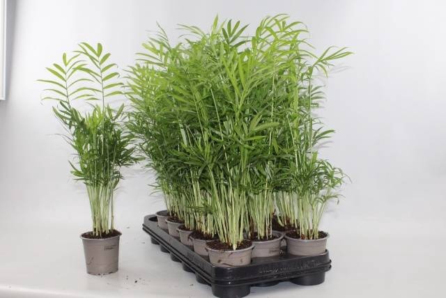 <h4>CHAMAED ELEGANS</h4>