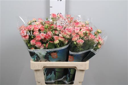 <h4>R Tr Sweet Stars</h4>