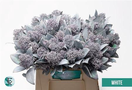 <h4>Skimmia Paint White Bunch</h4>