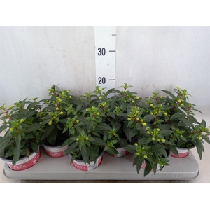 Fuchsia  'Bella Fuchsia Mariska'