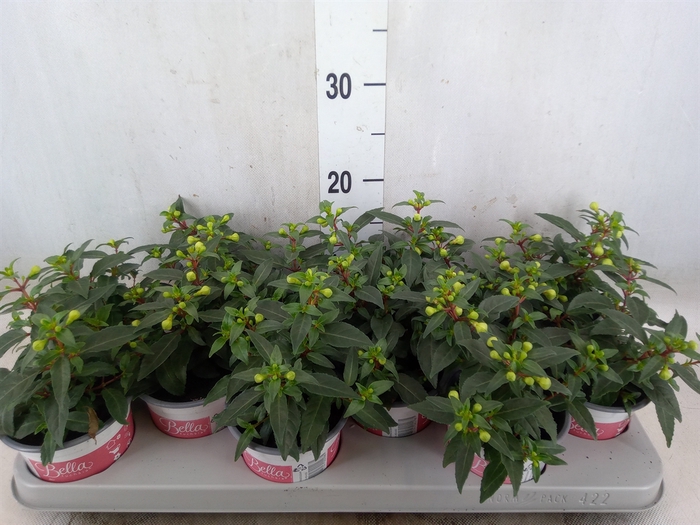 <h4>Fuchsia  'Bella Fuchsia Mariska'</h4>