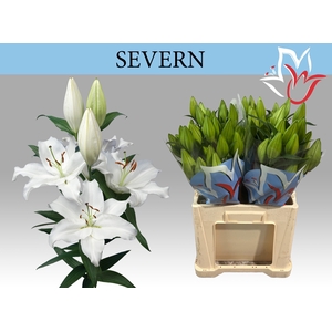 LI OR SEVERN
