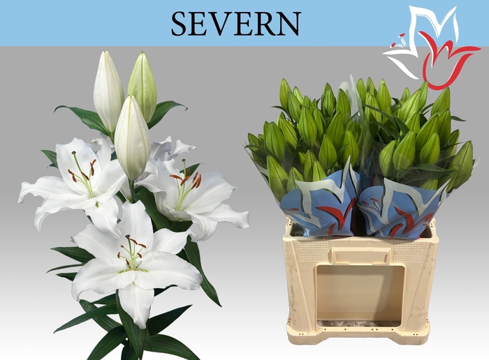 <h4>LI OR SEVERN</h4>