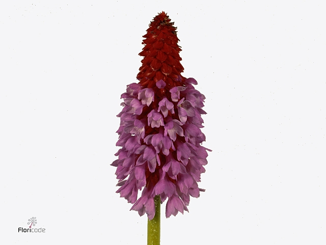 Primula vialii