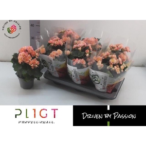 BEG DU HAILEY SUNSET