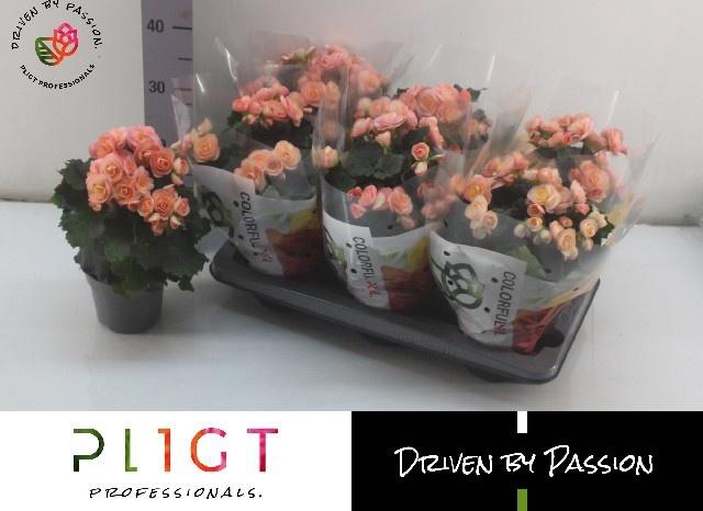 <h4>BEG DU HAILEY SUNSET</h4>