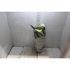 ANTHURIUM ALASKA P17 PREMIUM