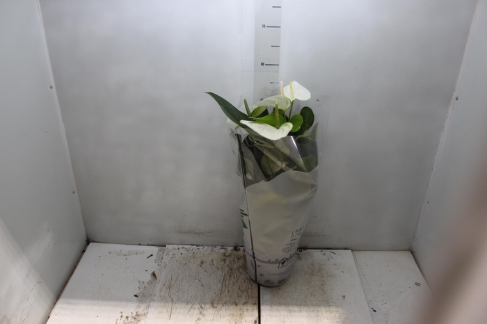 <h4>ANTHURIUM ALASKA P17 PREMIUM</h4>