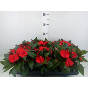 Impatiens NG 'Tamarinda Dark Red'