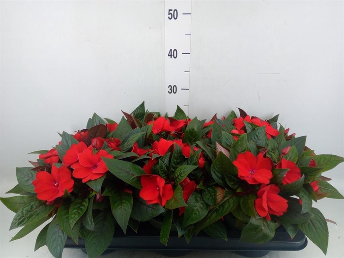 <h4>Impatiens NG 'Tamarinda Dark Red'</h4>