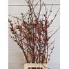 CHAENOMELES JAPONICA RED 080CM