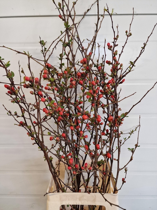 CHAENOMELES JAPONICA RED 080CM