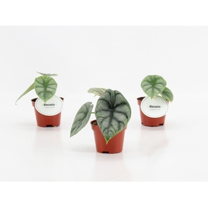 Alocasia