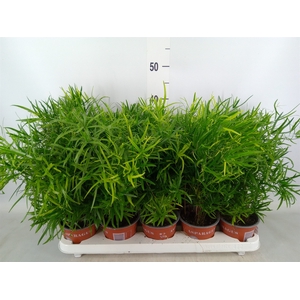 Asparagus falcatus