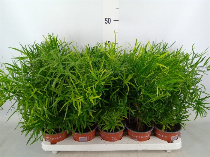 <h4>Asparagus falcatus</h4>