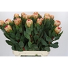 Protea Grandicolor