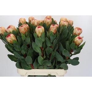 Protea Grandicolor