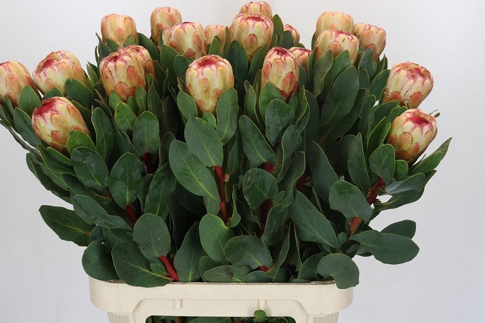 Protea Grandicolor