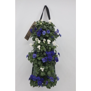 Viola corn. 'Evo Mini'   ...mix