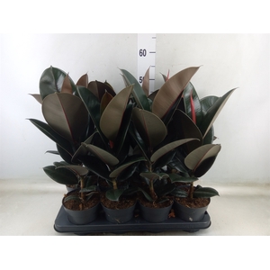 Ficus elastica 'Abidjan'