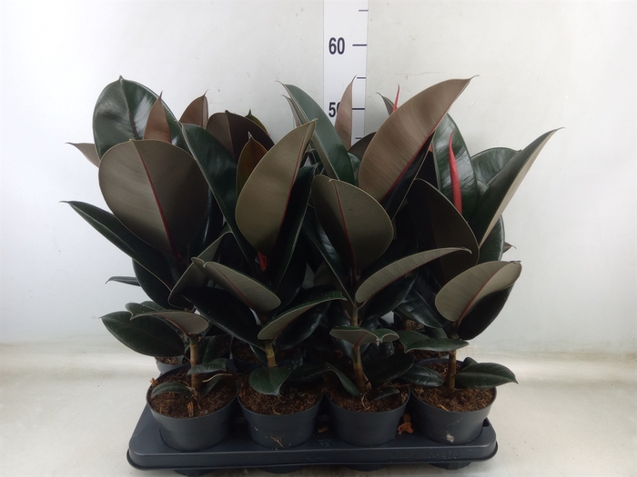 <h4>Ficus elastica 'Abidjan'</h4>