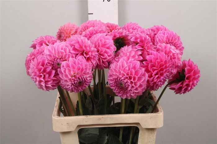 <h4>Dahl Sweet Fabienne</h4>