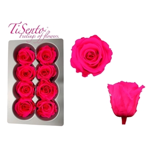 ARR ROSA POT H%