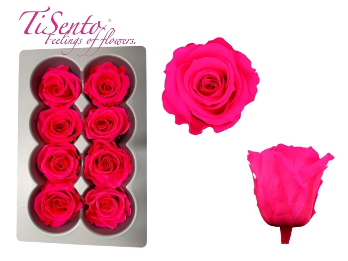 <h4>ARR ROSA POT H%</h4>