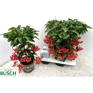 ** Ardis Crenata 4-4 Winter Promo **