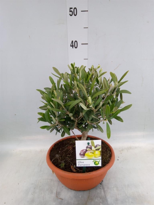 <h4>Olea europaea</h4>