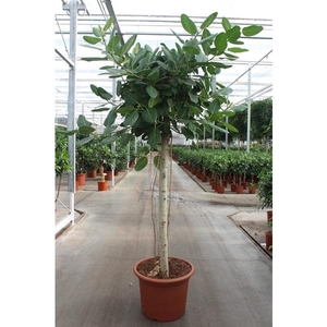 Ficus Benghalensis