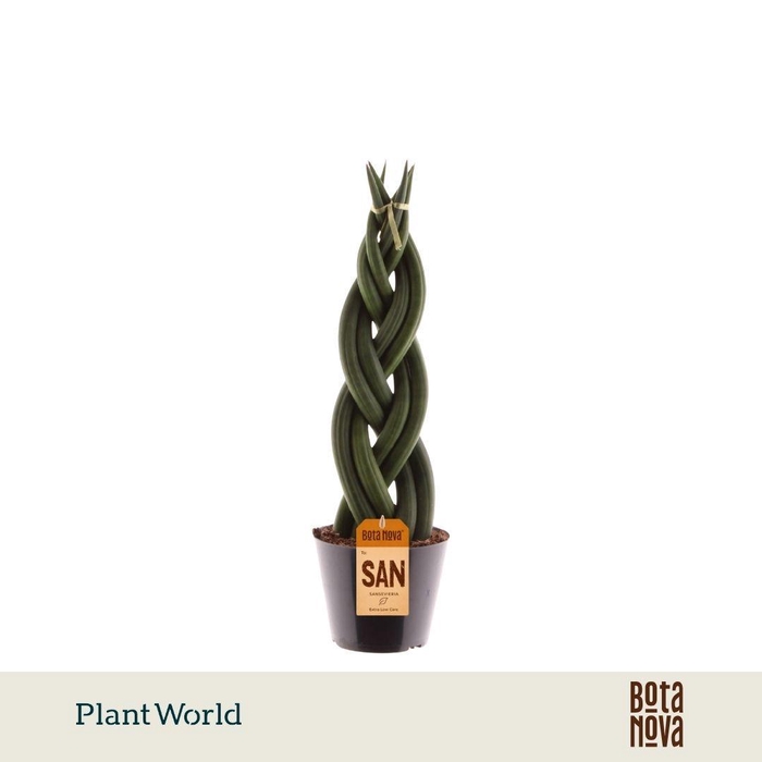 <h4>Sansevieria cylindrica 'Twist'</h4>