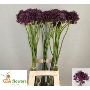 ALLIUM ATROPURPUREUM