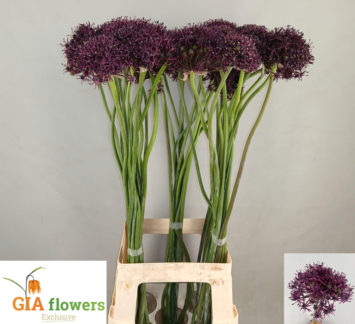 <h4>Allium Atropurpureum</h4>
