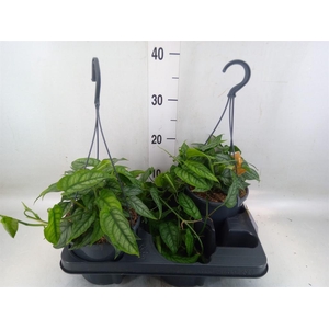 Monstera siltepecana