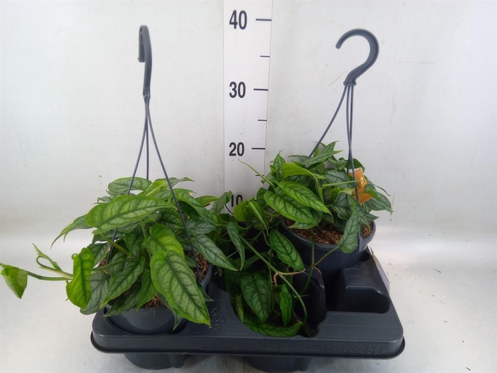 <h4>Monstera siltepecana</h4>