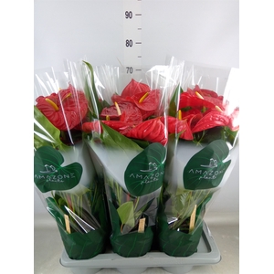 Anthurium andr. 'Nevada'