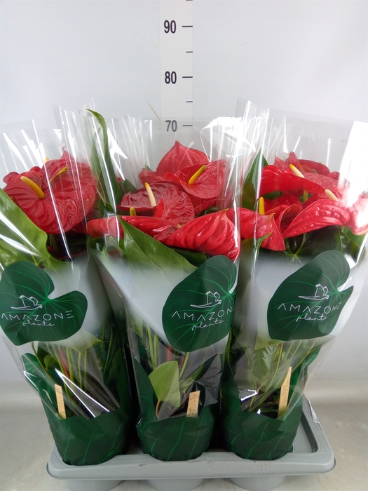 <h4>Anthurium andr. 'Nevada'</h4>