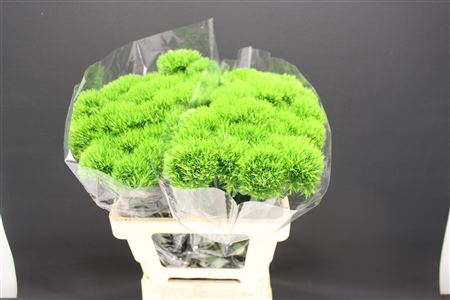 <h4>Dianthus Br Kiwi Mellow 60cm</h4>