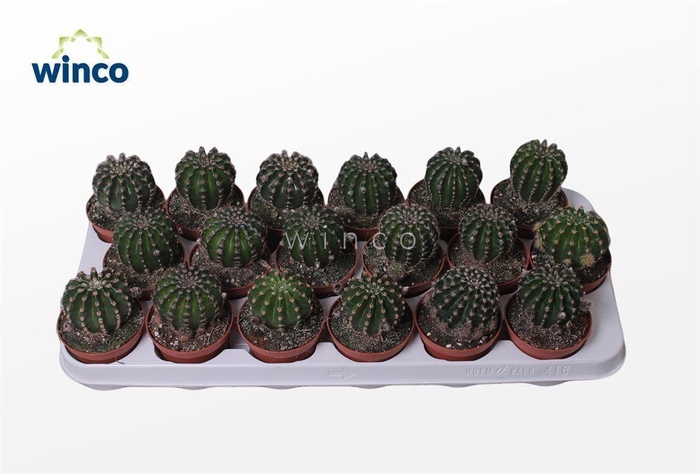 <h4>Echinopsis Eriesii</h4>