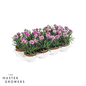Dianthus caryophyllus 'Sissy'