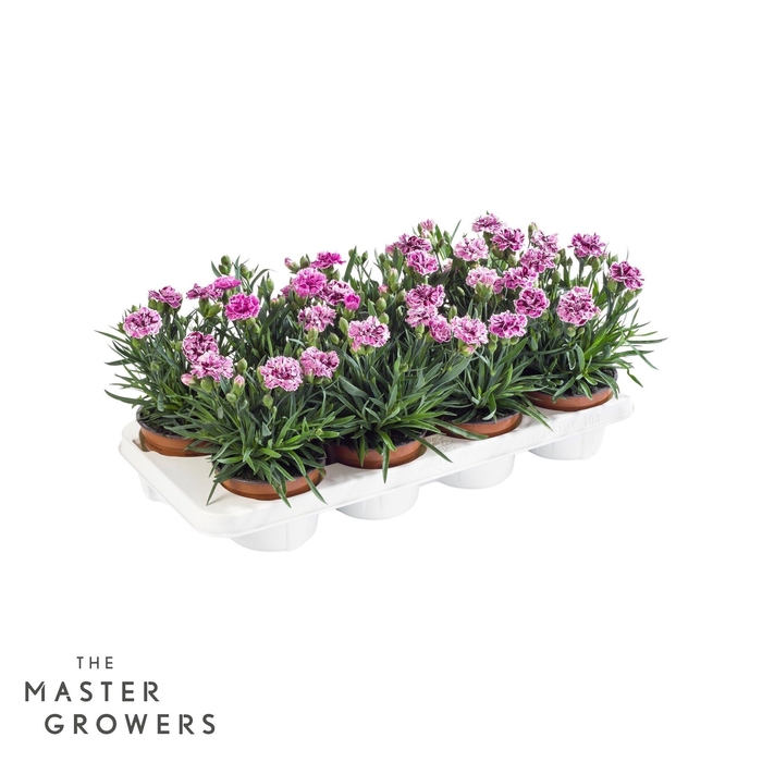 <h4>Dianthus caryophyllus 'Sissy'</h4>