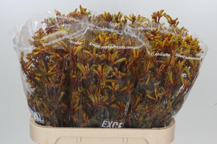 <h4>ANIGOZ GOLD FEVER</h4>