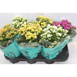 KALANCHOE DOBRADO P15