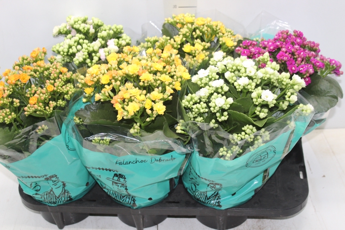 <h4>KALANCHOE DOBRADO P15</h4>
